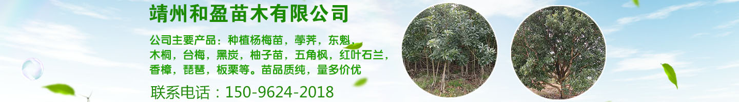 靖州和盈苗木有限公司  3456789公分楊梅樹、嫁接楊梅苗；板栗樹、柚子樹、枇杷樹、金秋梨樹苗、黑老虎、臍橙、柑橘樹苗、桃樹、五角楓、紅楓、大櫻桃樹