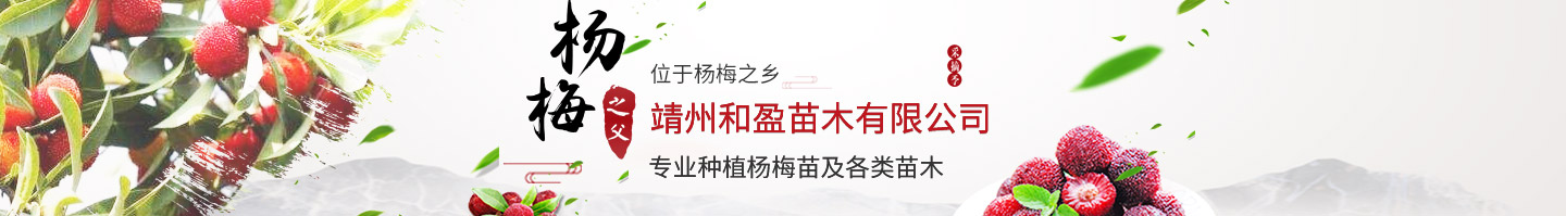 靖州和盈苗木有限公司-靖州縣斷根及移栽楊梅樹苗、桂花樹、柚子樹（黃金貢柚、紅心柚、沙田柚）、黃桃樹、大五星枇杷樹、美國(guó)紅楓、紅葉石楠、