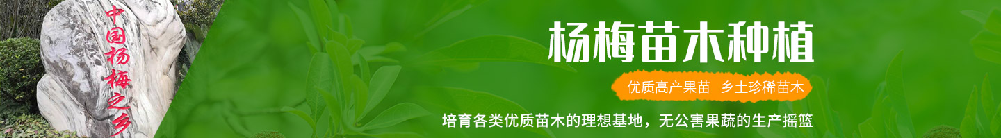 靖州和盈苗木有限公司-靖州縣斷根及移栽楊梅樹苗、桂花樹、柚子樹（黃金貢柚、紅心柚、沙田柚）、黃桃樹、大五星枇杷樹、美國紅楓、紅葉石楠、