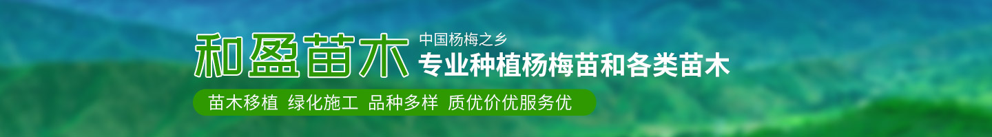 靖州和盈苗木有限公司-靖州縣斷根及移栽楊梅樹苗、桂花樹、柚子樹（黃金貢柚、紅心柚、沙田柚）、黃桃樹、大五星枇杷樹、美國紅楓、紅葉石楠、