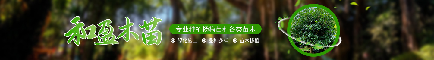 靖州和盈苗木有限公司-靖州縣斷根及移栽楊梅樹苗、桂花樹、柚子樹（黃金貢柚、紅心柚、沙田柚）、黃桃樹、大五星枇杷樹、美國紅楓、紅葉石楠、